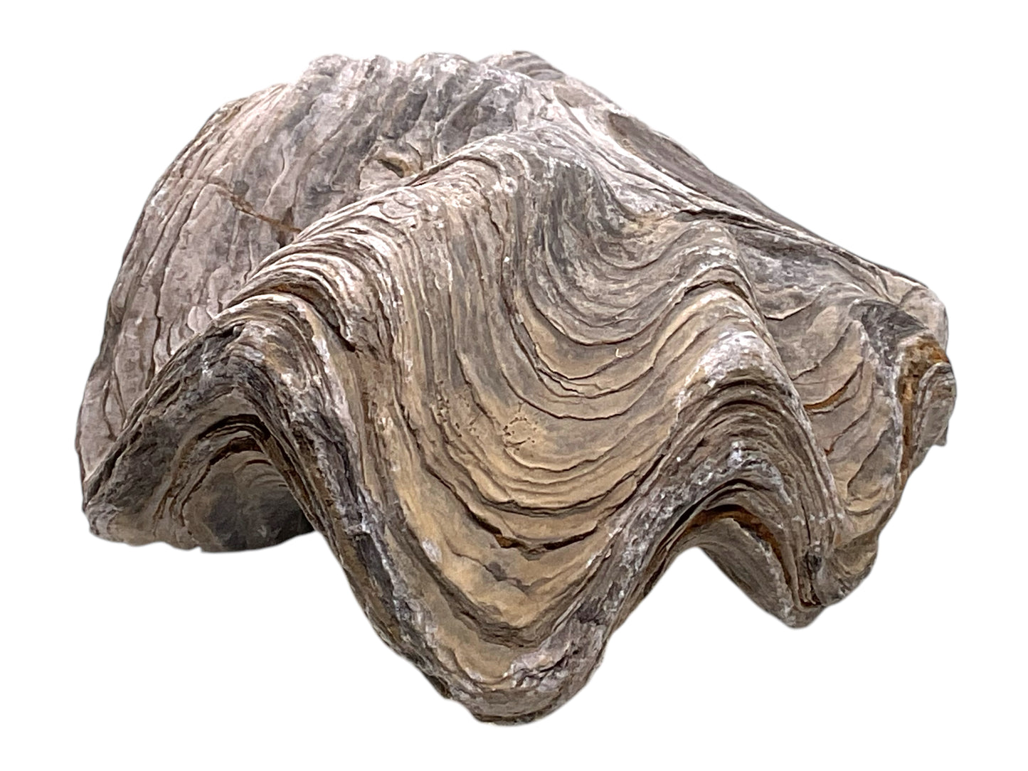 Versteinerte Urzeitauster I doppelklappige Zackenauster I Fossil I Nicaisolopha nicaisei I Oberkreide 90 Millionen Jahre I Peru I 220 Gramm