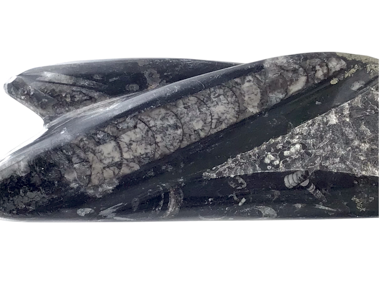 Orthoceras Skulptur mit echten Fossilien aus der Kreidezeit I ca. 23x7x5cm I ca. 1200 gr. I Marokko
