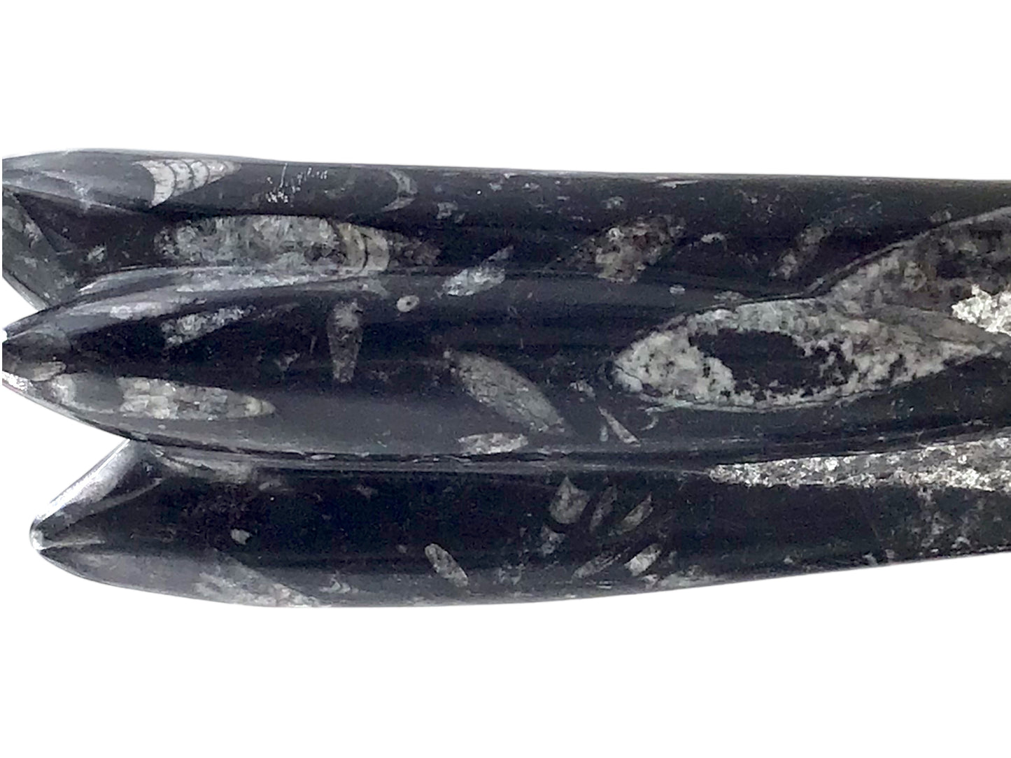 Orthoceras Skulptur mit echten Fossilien aus der Kreidezeit I ca. 23x7x5cm I ca. 1200 gr. I Marokko