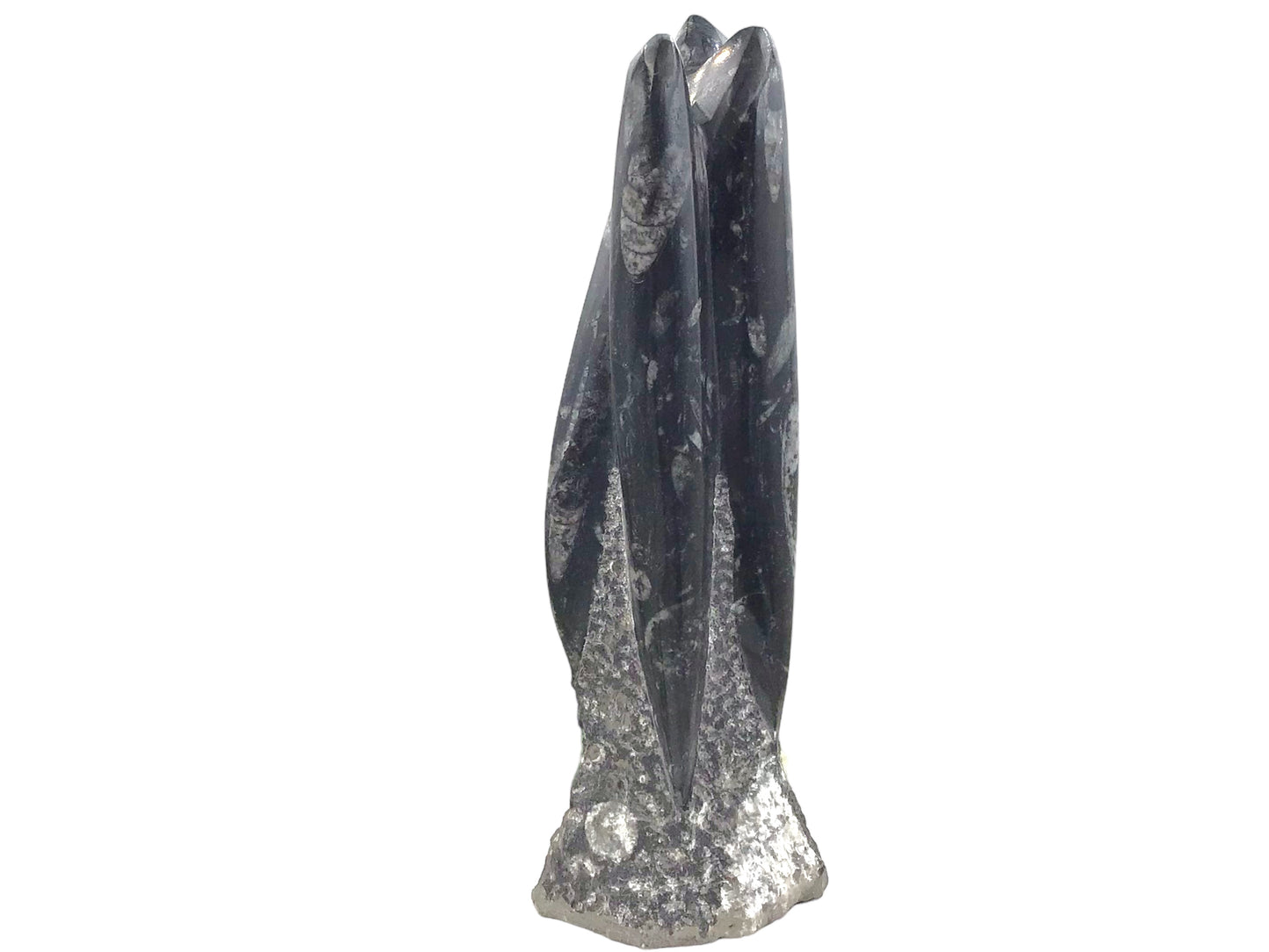 Orthoceras Skulptur mit echten Fossilien aus der Kreidezeit I ca. 23x7x5cm I ca. 1200 gr. I Marokko