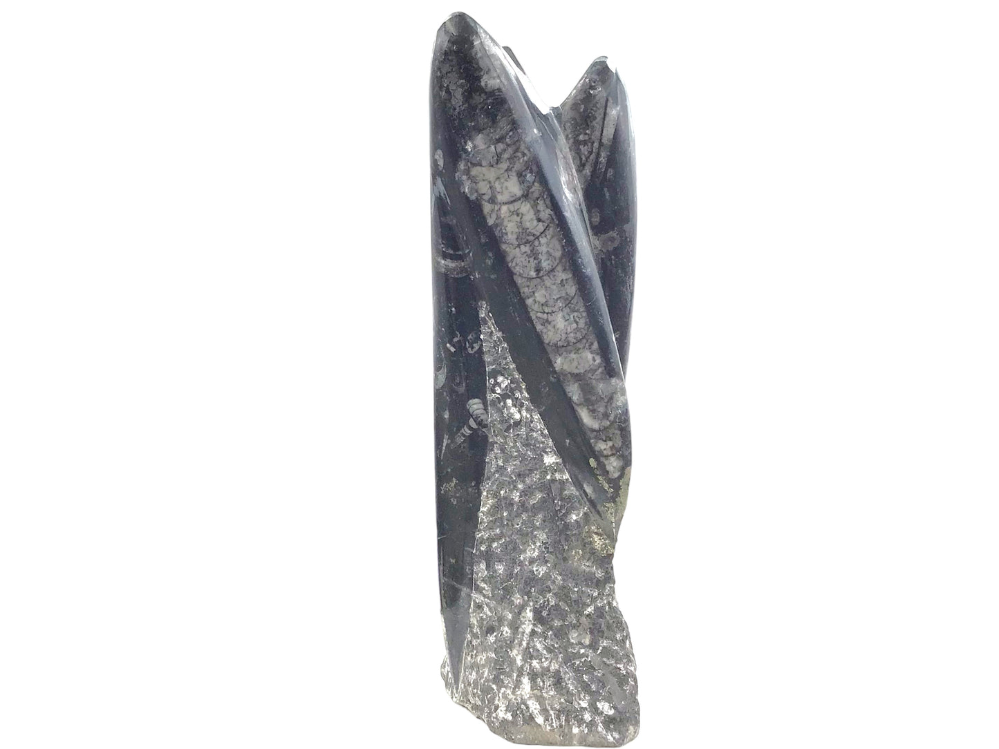 Orthoceras Skulptur mit echten Fossilien aus der Kreidezeit I ca. 23x7x5cm I ca. 1200 gr. I Marokko