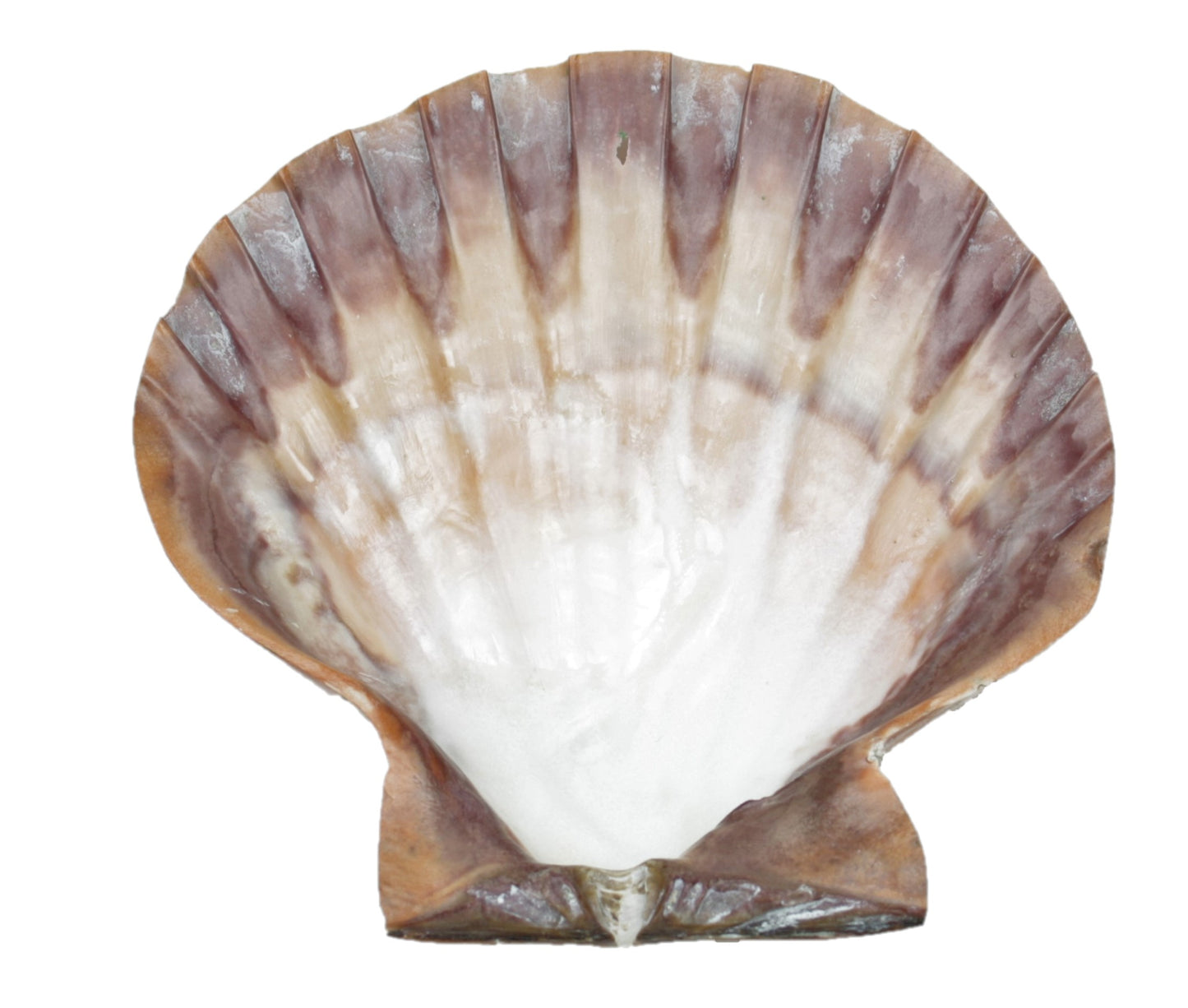 Grosse Löwentatzen-Jakobsmuschel 12 cm poliert Scallop Lion`s Paw