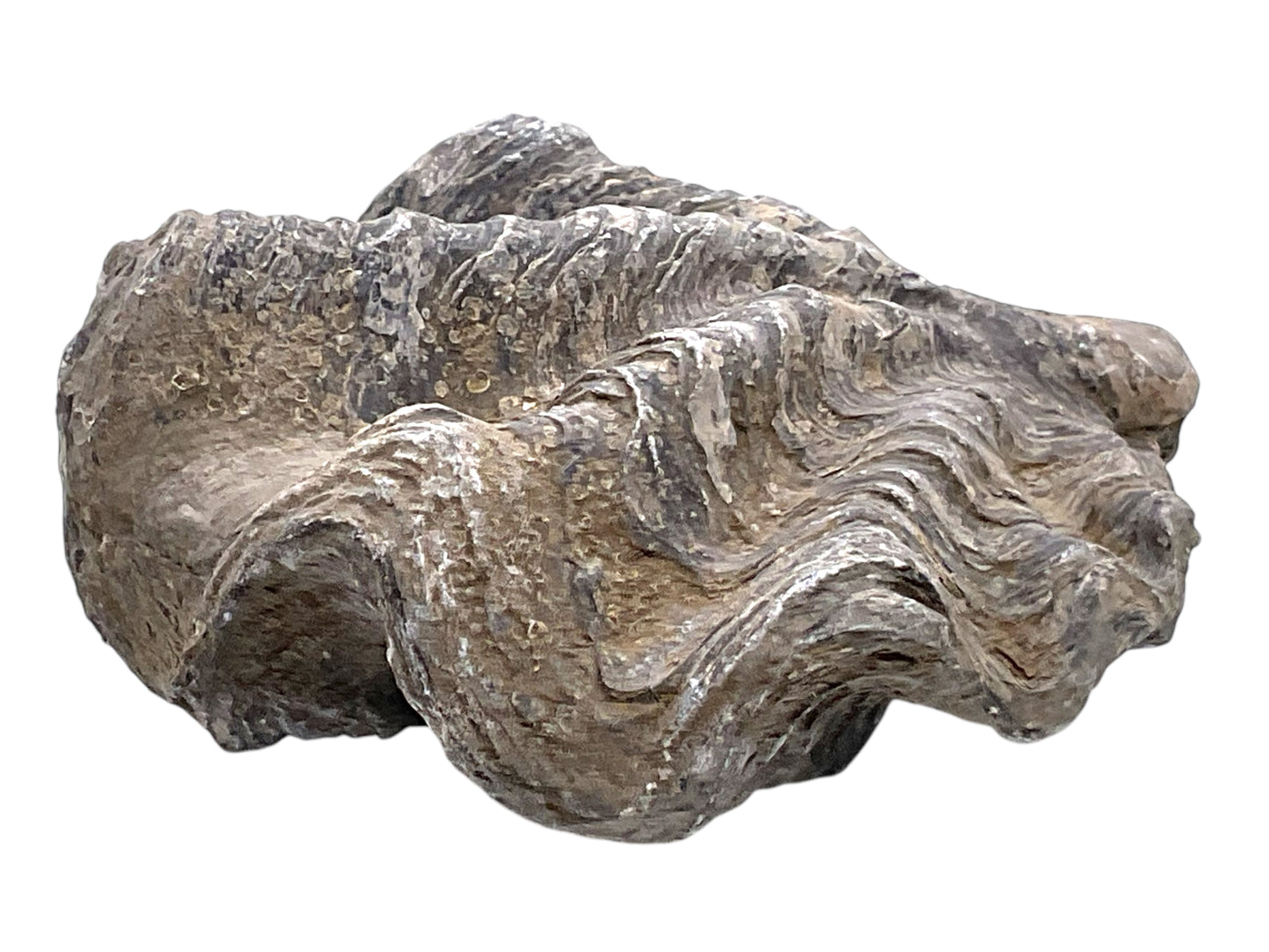 Versteinerte Urzeitauster I doppelklappige Zackenauster I Fossil I Nicaisolopha nicaisei I Oberkreide 90 Millionen Jahre I Peru I 220 Gramm
