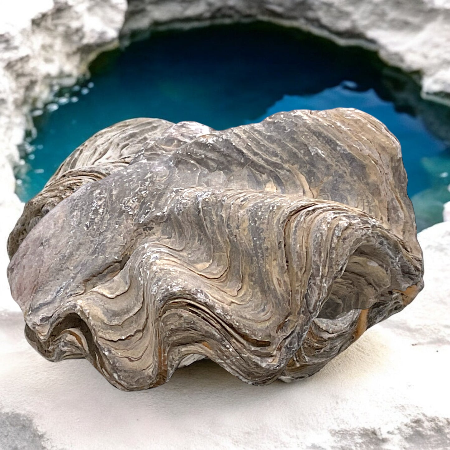 Versteinerte Urzeitauster I doppelklappige Zackenauster I Fossil I Nicaisolopha nicaisei I Oberkreide 90 Millionen Jahre I Peru I 220 Gramm