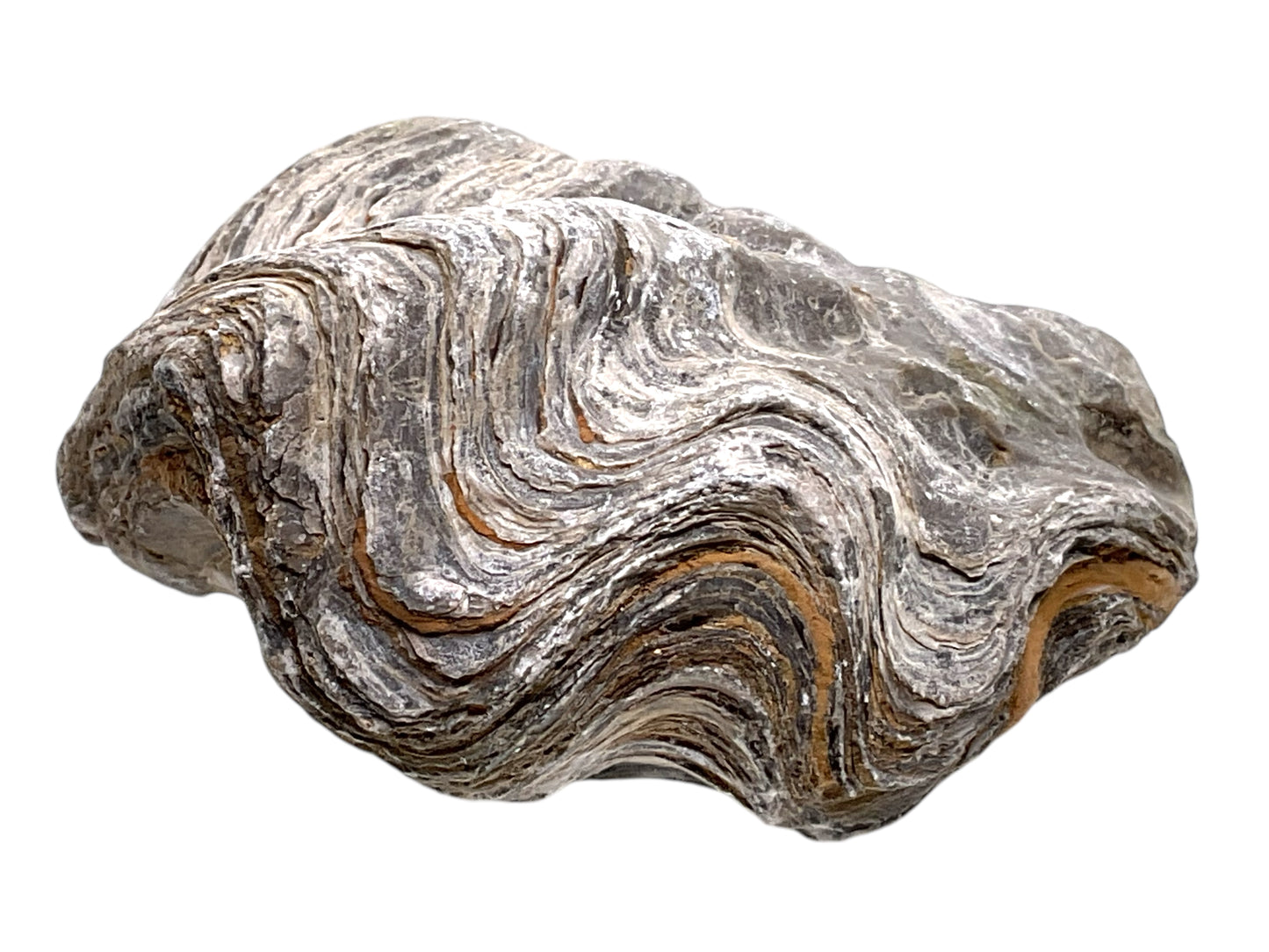 Versteinerte Urzeitauster I doppelklappige Zackenauster I Fossil I Nicaisolopha nicaisei I Oberkreide 90 Millionen Jahre I Peru I 220 Gramm