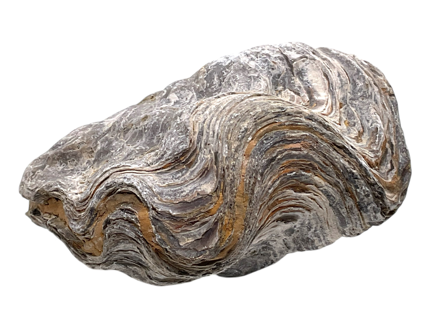 Versteinerte Urzeitauster I doppelklappige Zackenauster I Fossil I Nicaisolopha nicaisei I Oberkreide 90 Millionen Jahre I Peru I 220 Gramm