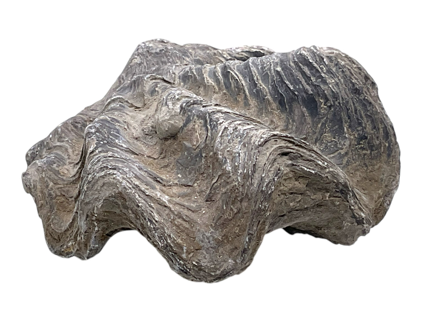Versteinerte Urzeitauster I doppelklappige Zackenauster I Fossil I Nicaisolopha nicaisei I Oberkreide 90 Millionen Jahre I Peru I 220 Gramm
