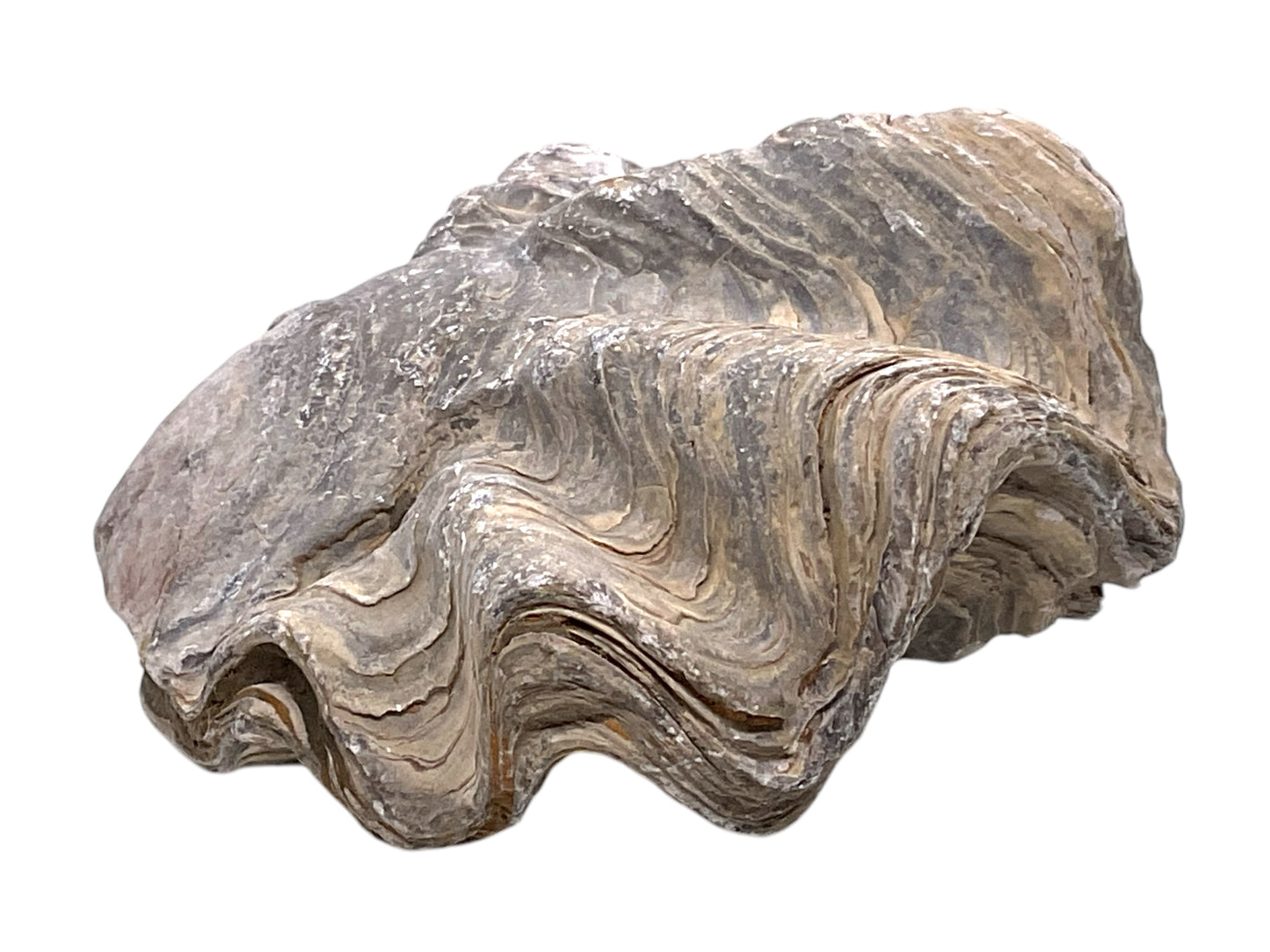 Versteinerte Urzeitauster I doppelklappige Zackenauster I Fossil I Nicaisolopha nicaisei I Oberkreide 90 Millionen Jahre I Peru I 220 Gramm