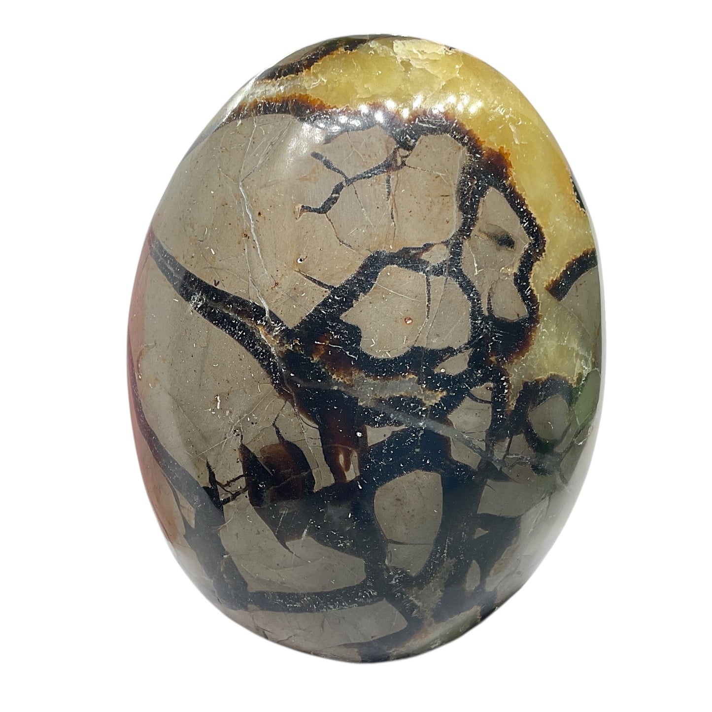 Septarien Drachen Freeform I 1165 Gramm I 10x6x12cm I Dragon I Mystisch I Unikat-Masterpiece 1647 I Madagaskar