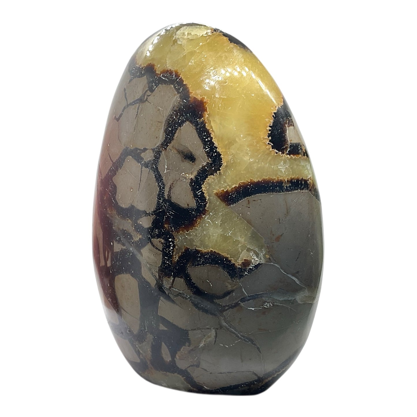 Septarien Drachen Freeform I 1165 Gramm I 10x6x12cm I Dragon I Mystisch I Unikat-Masterpiece 1647 I Madagaskar
