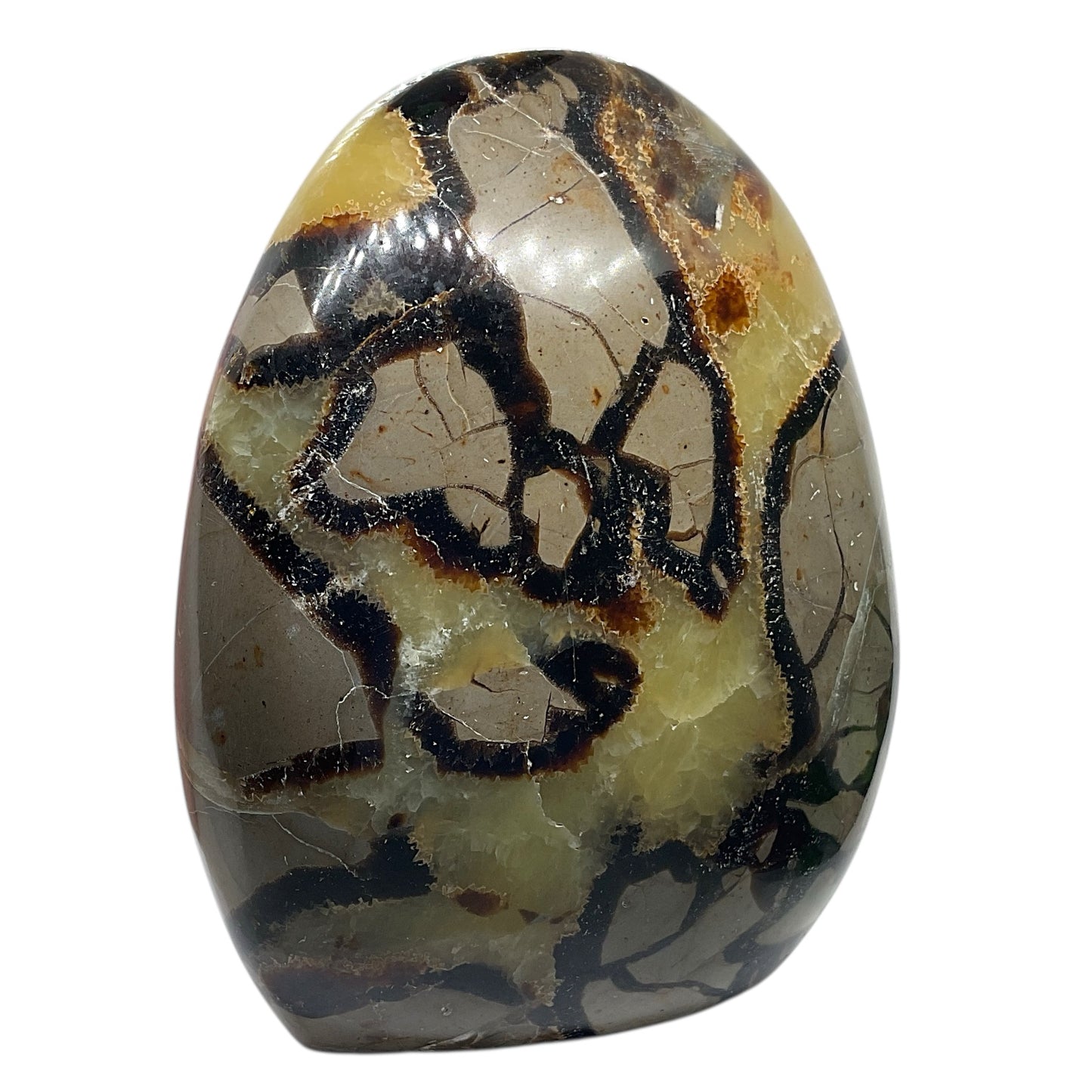Septarien Drachen Freeform I 1165 Gramm I 10x6x12cm I Dragon I Mystisch I Unikat-Masterpiece 1647 I Madagaskar