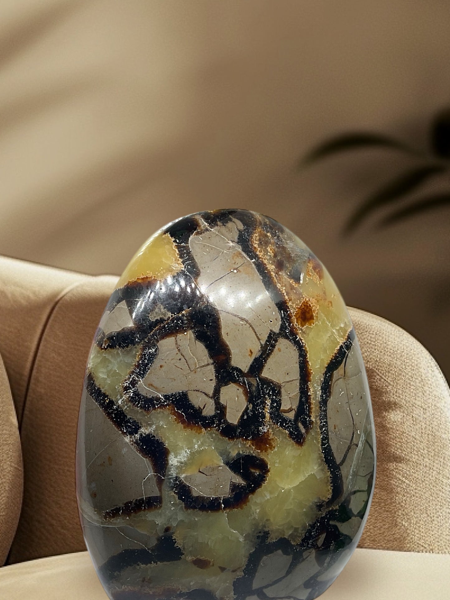 Septarien Drachen Freeform I 1165 Gramm I 10x6x12cm I Dragon I Mystisch I Unikat-Masterpiece 1647 I Madagaskar