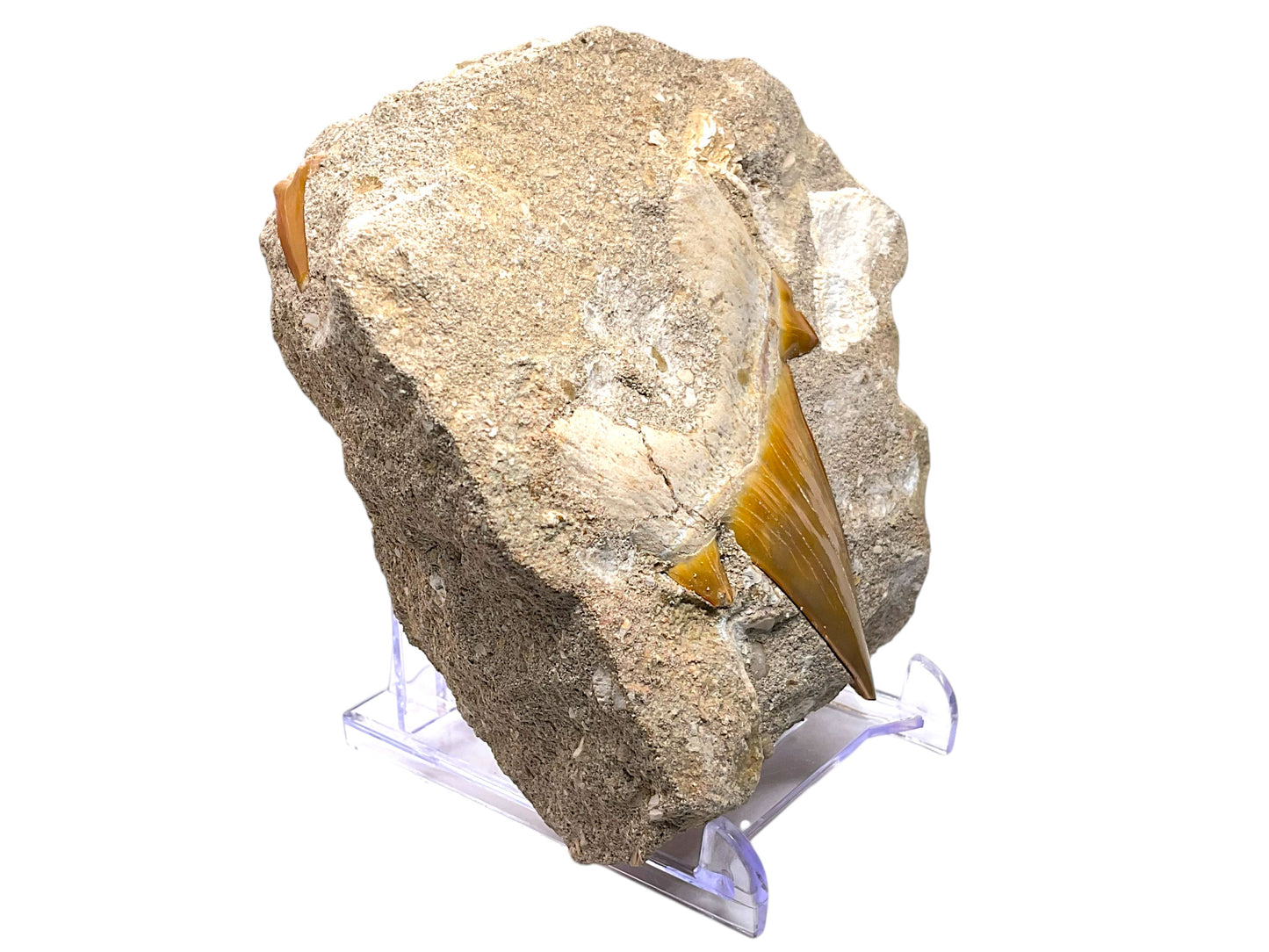Fossiler Haifischzahn Otodus obliquus in Matrix - 7 cm Zahn - 9 cm Matrix - Fossil aus Marokko - Sammlerstück - Unikat-Masterpiece Nr.: 1703