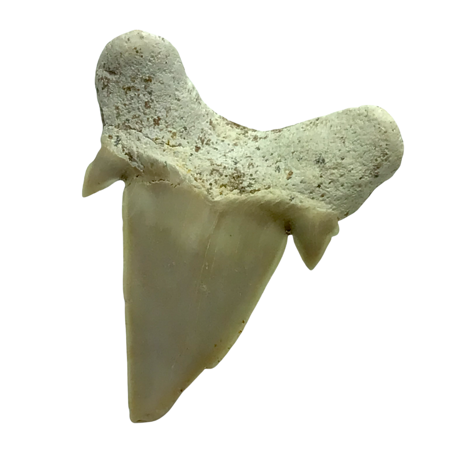 Steinfixx® Exclusiver versteinerter Urzeit Haifischzahn | Fossilien