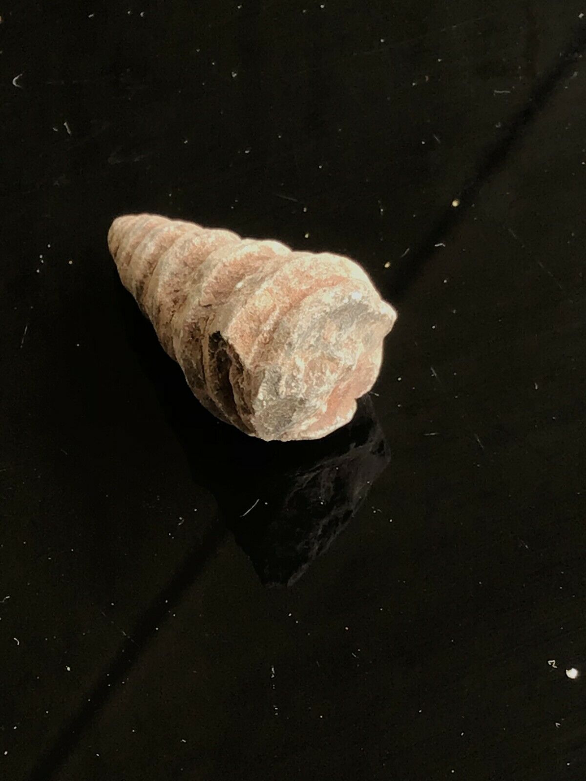 Echte versteinerte fossile Turmschnecken | Top-Qualität | 3 cm | 1-6 Stück