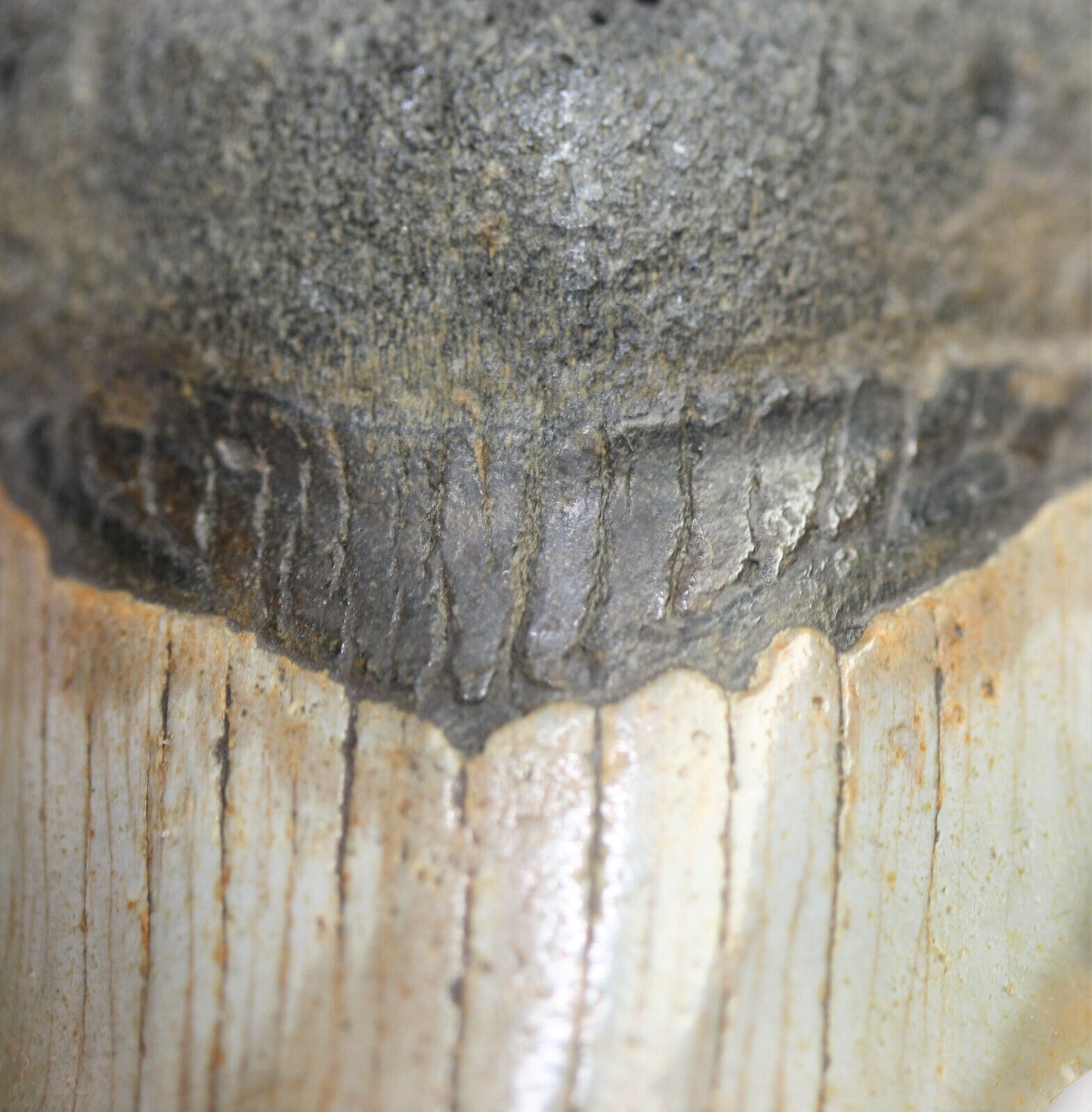 Megalodon Haizahn I Fossil I 95gr. I 9 cm I Museumsstück I Sammlerstück I Unikat