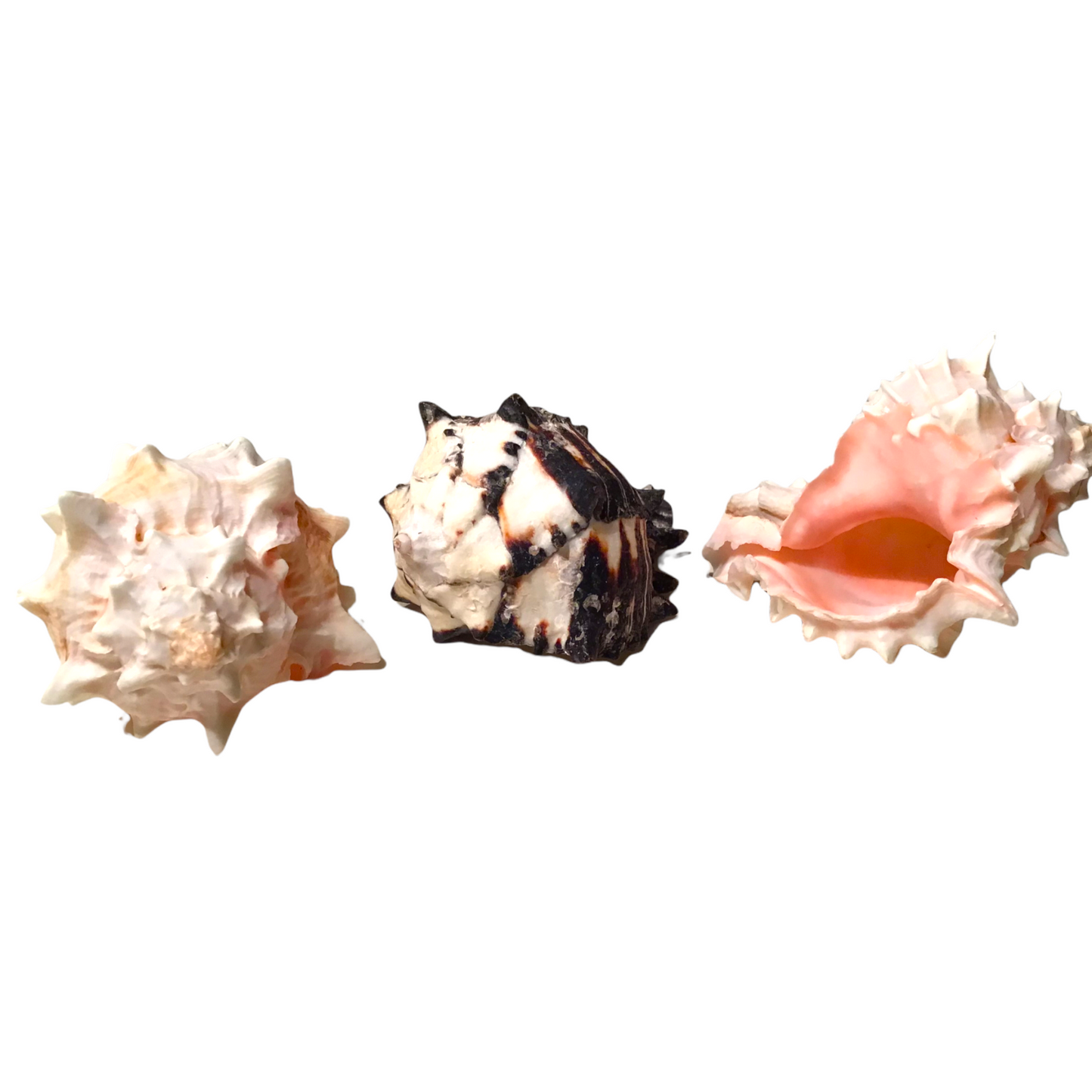 Murex Muschel 7-10 cm 100% Natur Golf von Mexiko