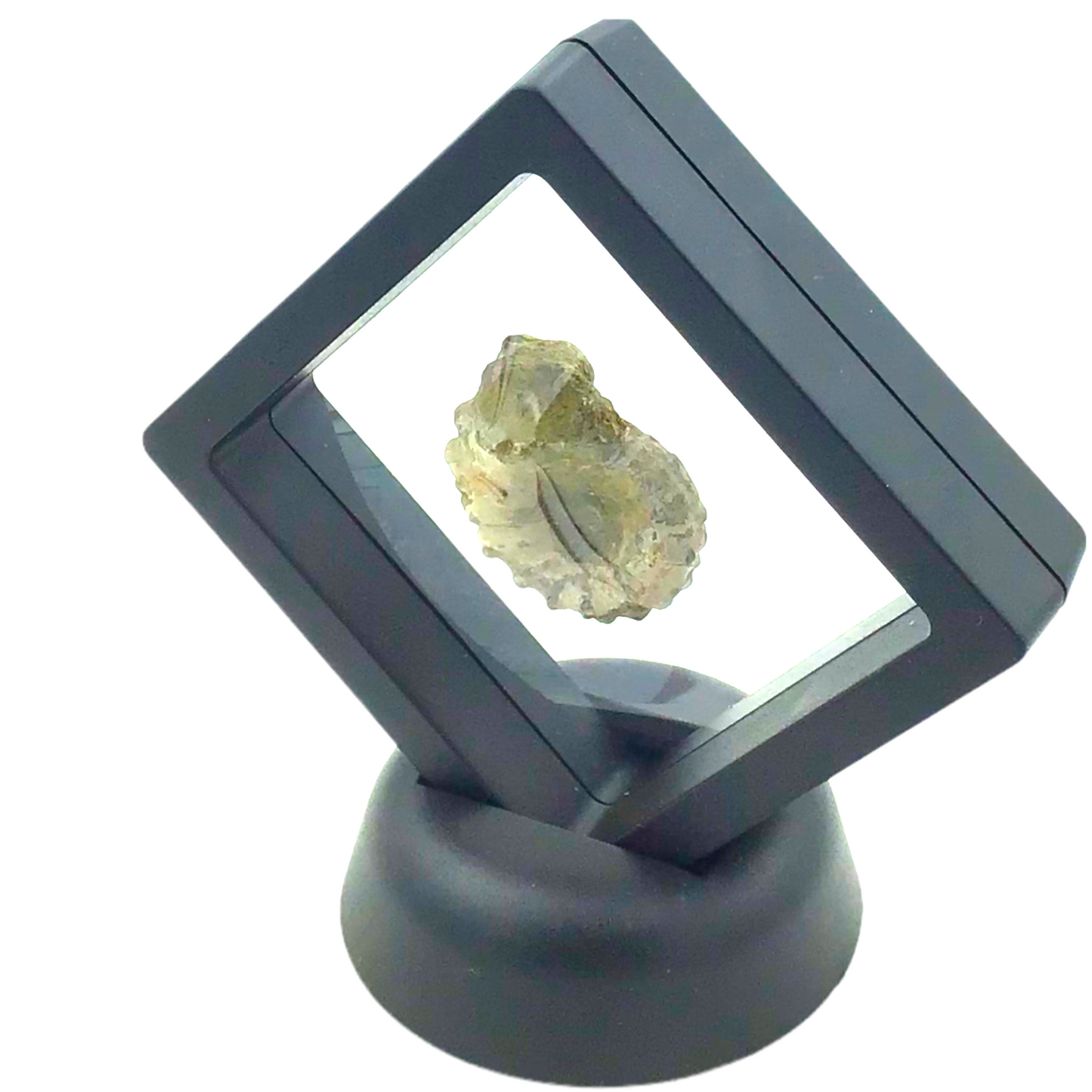 Versteinerte fossile Ammoniten Jura duovilleiceras mammilatum I Madagaskar