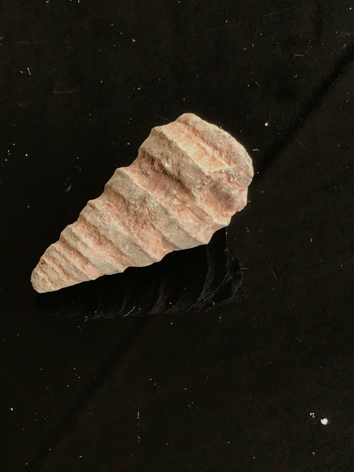 Echte versteinerte fossile Turmschnecken | Top-Qualität | 3 cm | 1-6 Stück