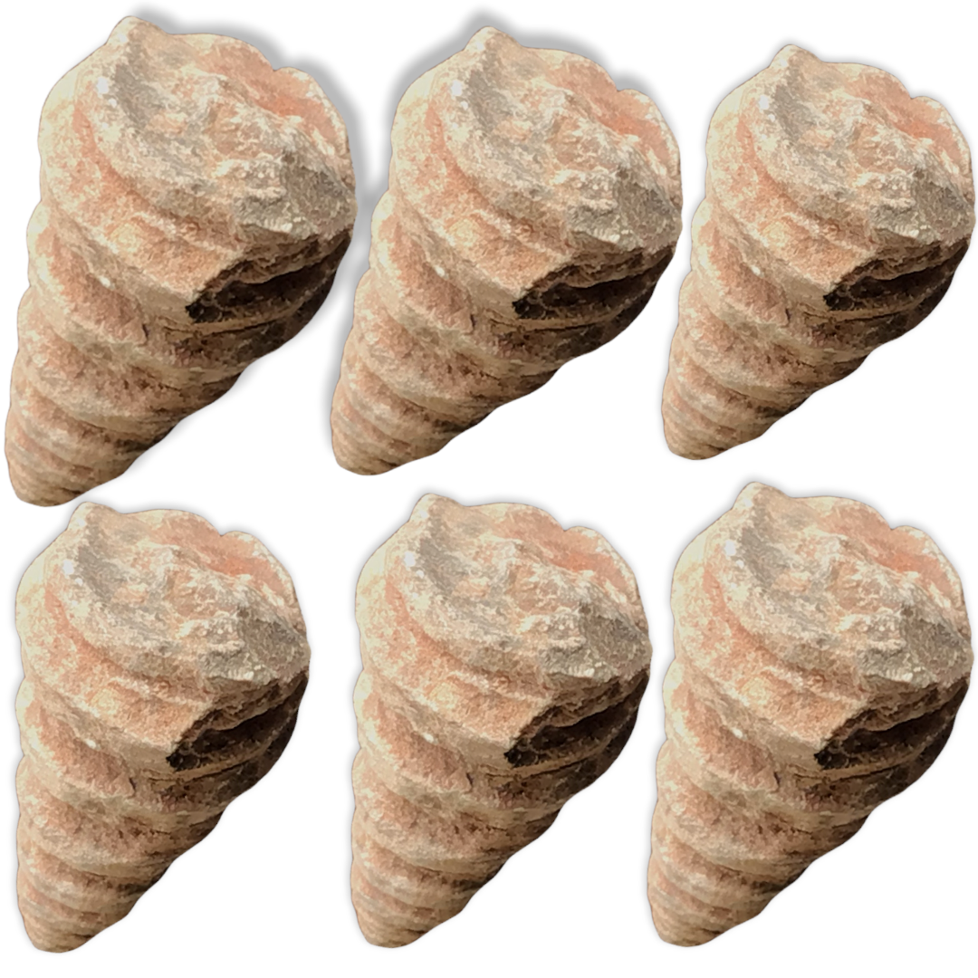 Turmschnecke versteinert Schnecken I Fossilien I Sammlerstück I Marokko