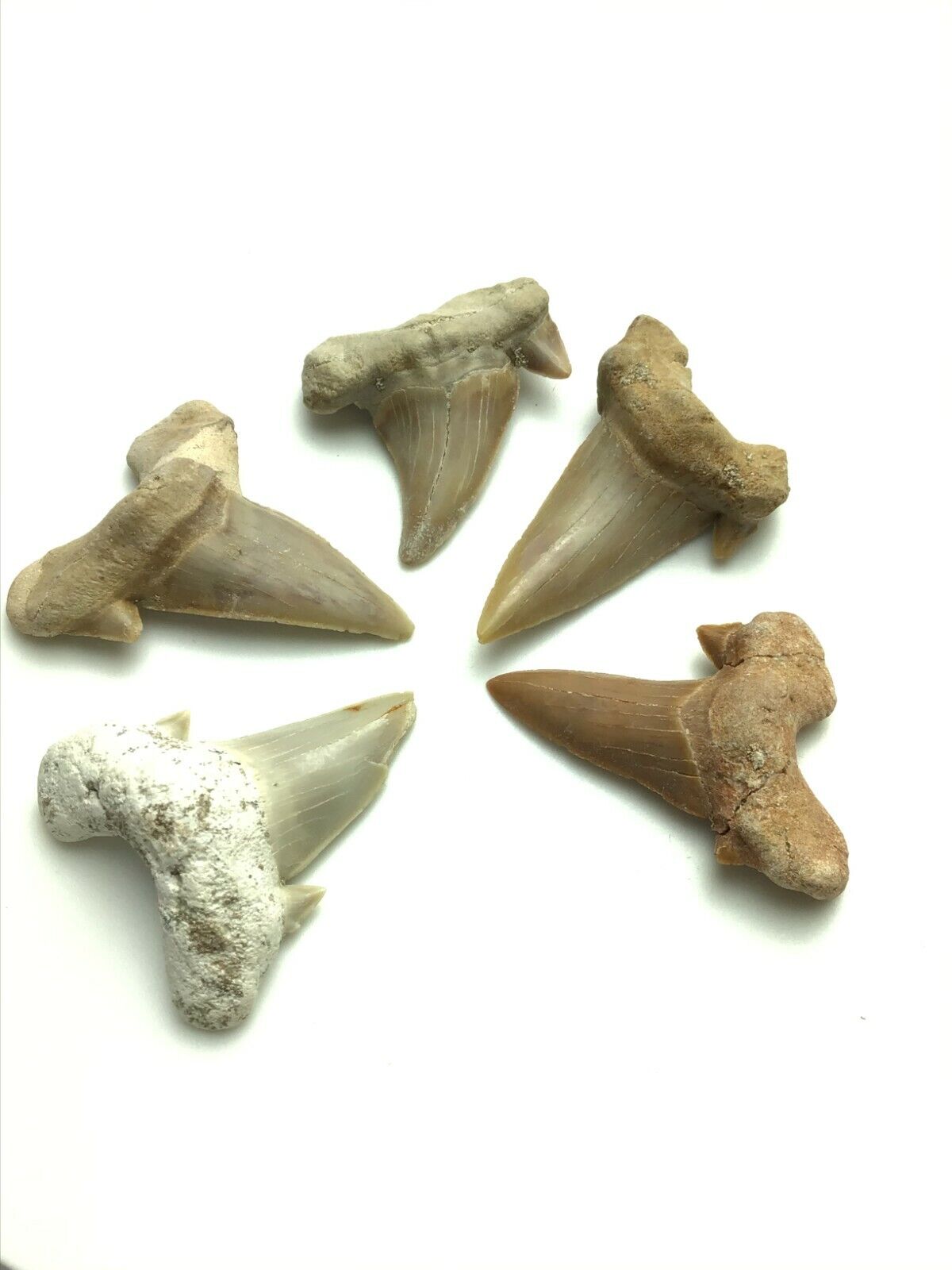 Steinfixx® Exclusiver versteinerter Urzeit Haifischzahn | Fossilien