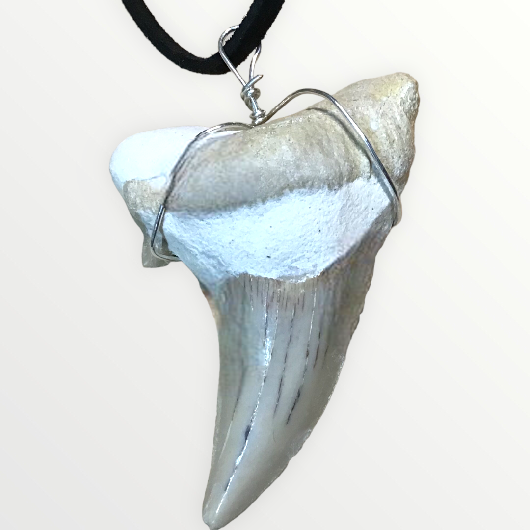 Exclusiver versteinerter XL Urzeit Haifischzahnanhänger mit Lederband | Fossilien I Top Qualität I unbehandelt I naturbelassen