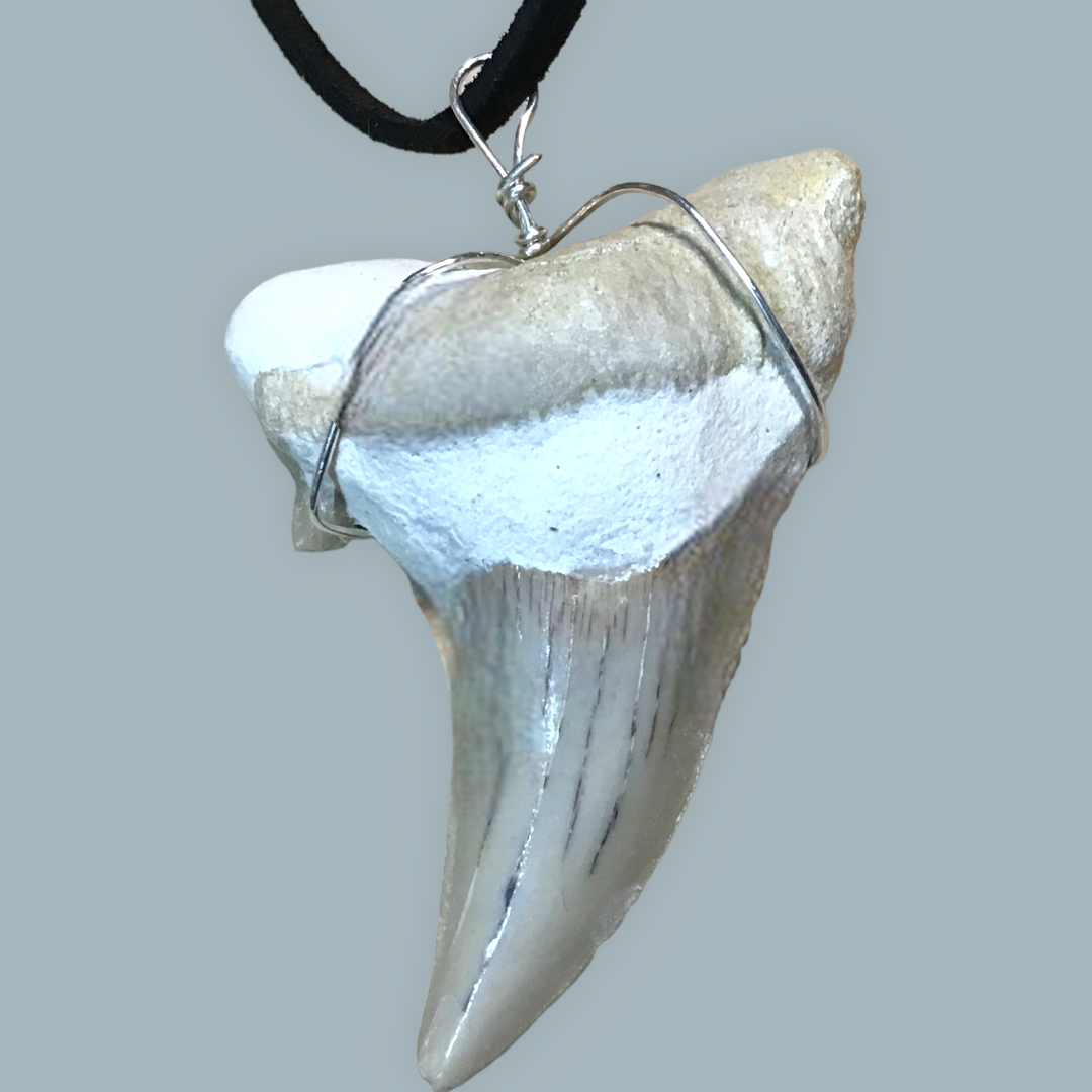Exclusiver versteinerter XL Urzeit Haifischzahnanhänger mit Lederband | Fossilien I Top Qualität I unbehandelt I naturbelassen