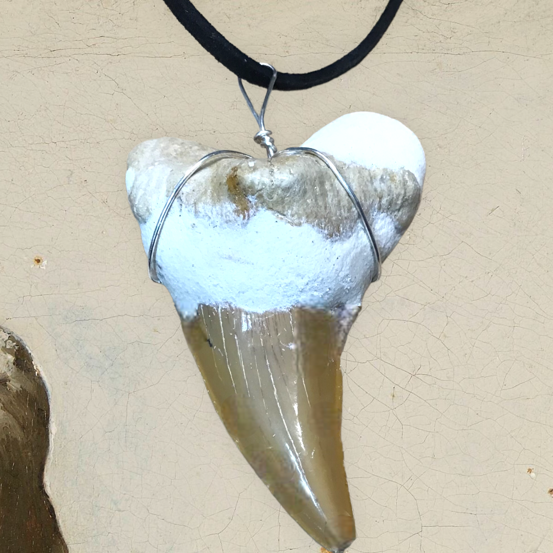 Exclusiver versteinerter XL Urzeit Haifischzahnanhänger mit Lederband | Fossilien I Top Qualität I unbehandelt I naturbelassen