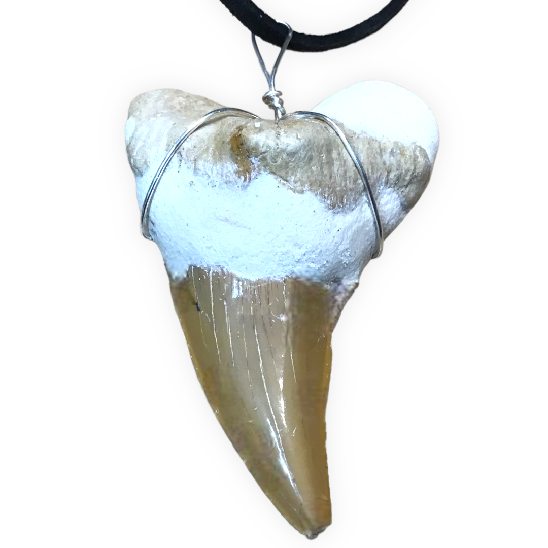 Exclusiver versteinerter XL Urzeit Haifischzahnanhänger mit Lederband | Fossilien I Top Qualität I unbehandelt I naturbelassen
