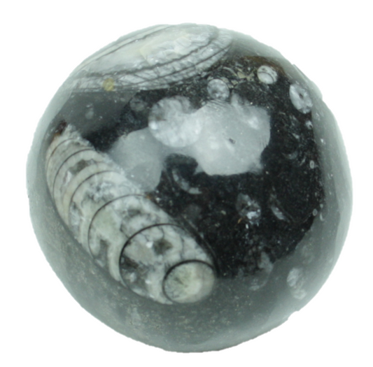 Orthoceras Fossilienkugel AAA aus Marokko – echte Fossilien in Naturstein – ca. 6 cm – mit Acrylständer