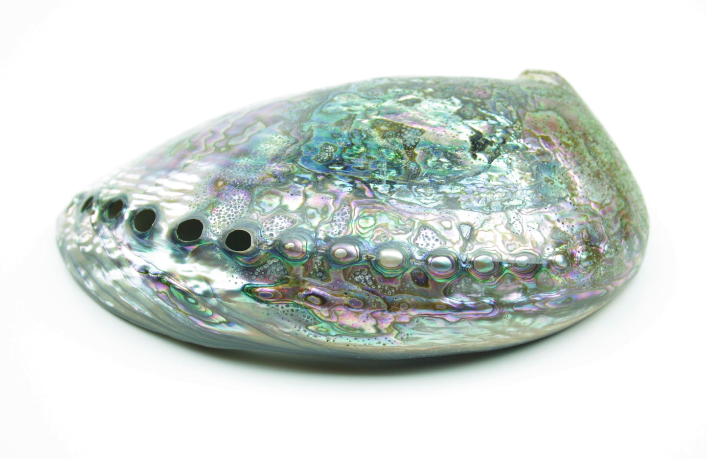 Abalone Paua Muschel I 120x80x40 mm I Schmuckschale I Perlmutt Meeresmuschel I herrlicher Ganz I Mexiko
