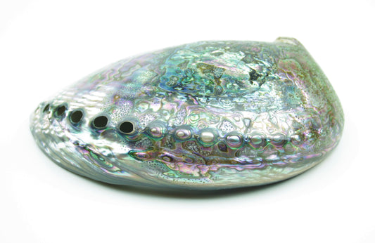 Abalone Paua Muschel I 120x80x40 mm I Schmuckschale I Perlmutt Meeresmuschel I herrlicher Ganz I Mexiko