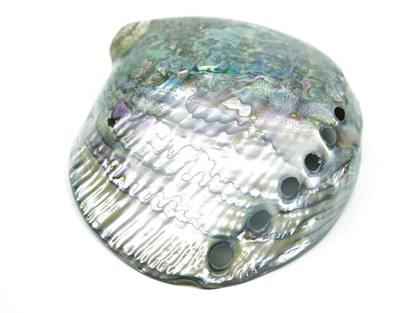 Abalone Paua Muschel I 120x80x40 mm I Schmuckschale I Perlmutt Meeresmuschel I herrlicher Ganz I Mexiko