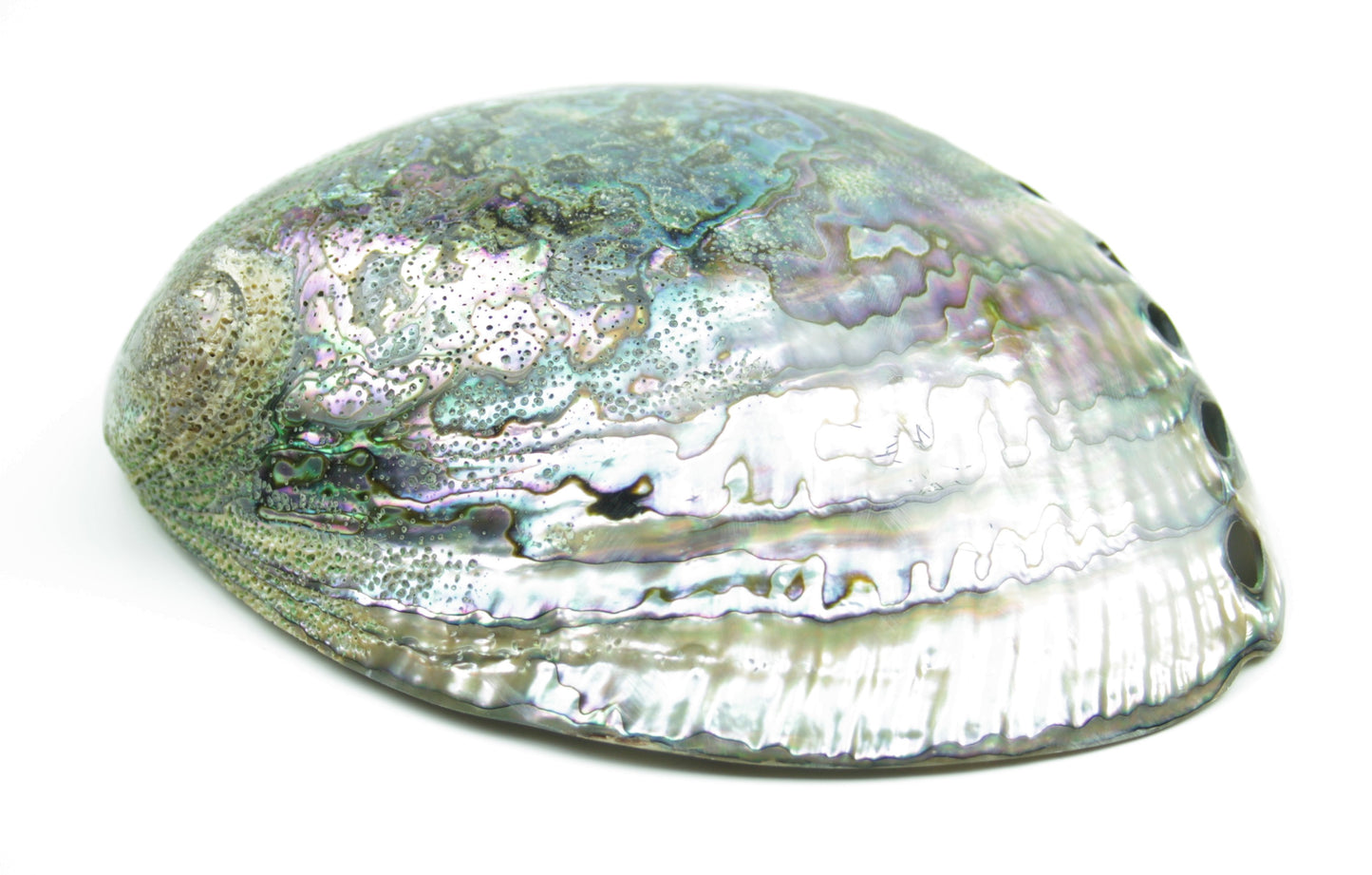 Abalone Paua Muschel I 120x80x40 mm I Schmuckschale I Perlmutt Meeresmuschel I herrlicher Ganz I Mexiko