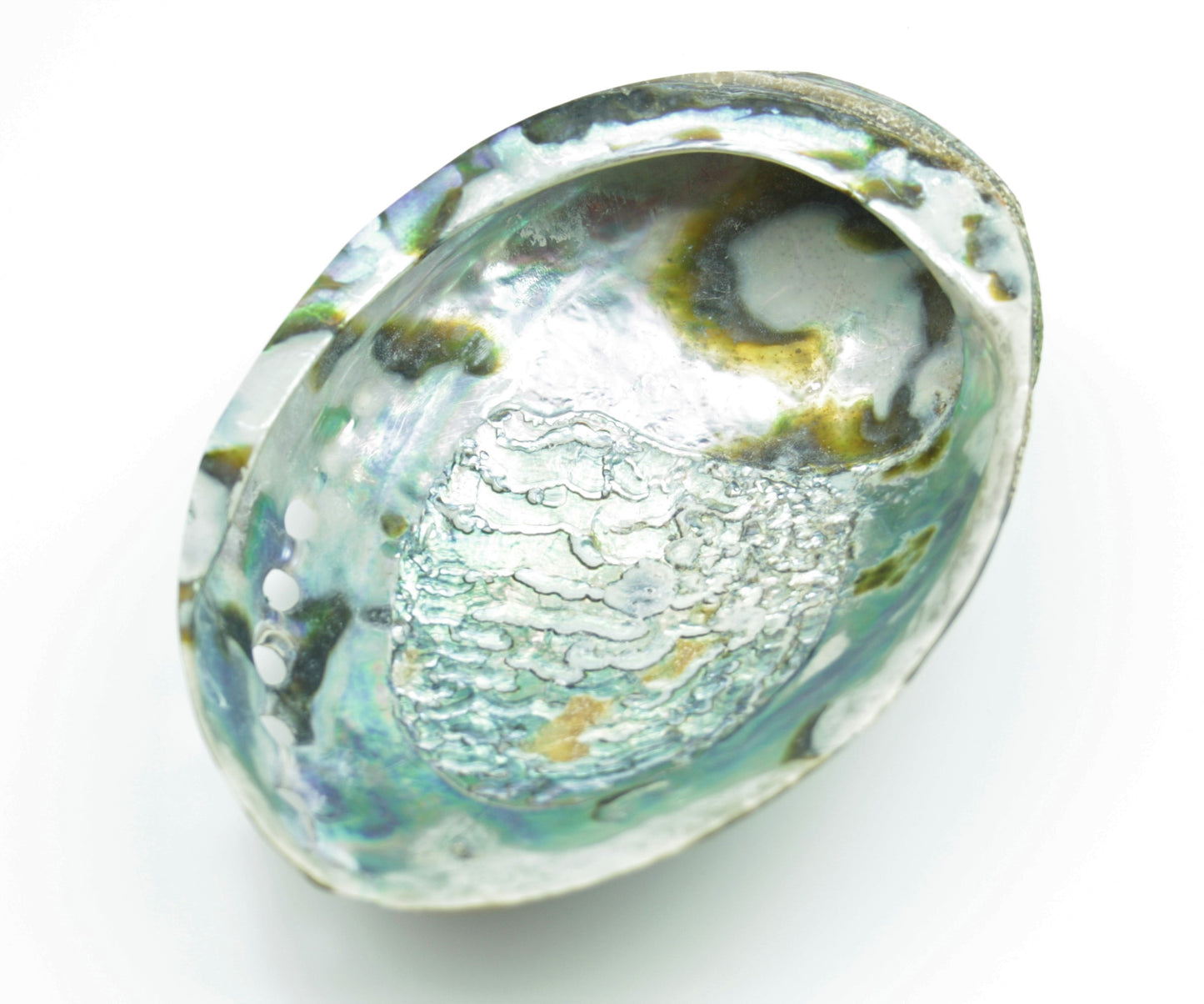 Abalone Paua Muschel I 120x80x40 mm I Schmuckschale I Perlmutt Meeresmuschel I herrlicher Ganz I Mexiko