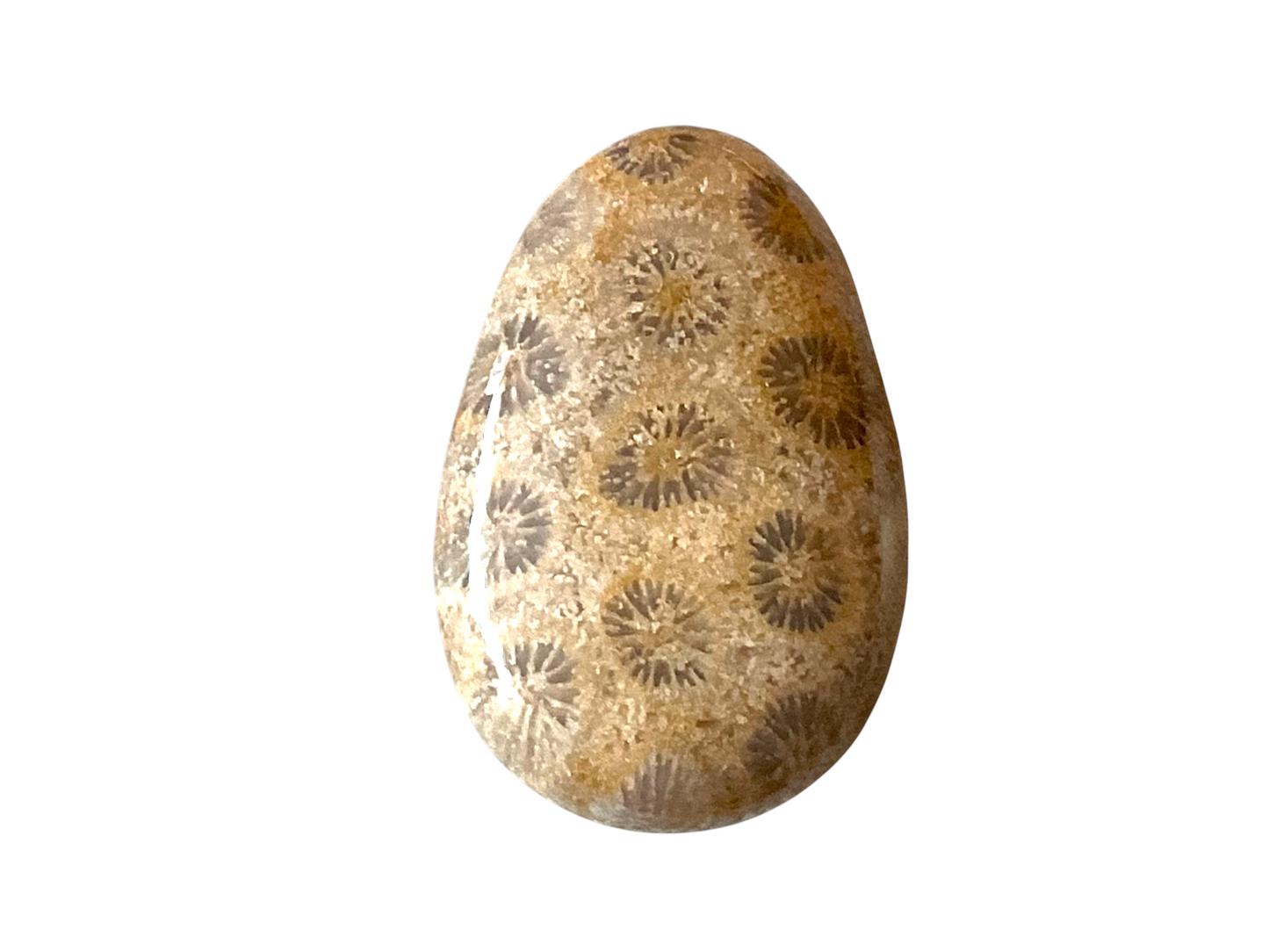 Fossile Koralle Anhänger Tropfen (Petoskey Stone) – Naturstein Kette mit 80 cm Band & Geschenkbox – Echter Fossilien Schmuck in AAA-Qualität aus USA – ca. 30x20 mm