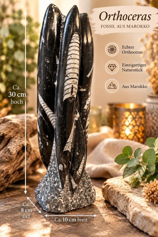 Orthoceras XXL Fossilien Skulptur aus Marokko – 30 cm – ca. 3 kg – AAA-Qualität – Polierter Fossilienmarmor mit Urzeit-Fossilien – Imposanter Naturstein Deko-Turm & Blickfang