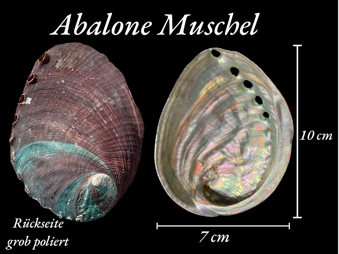 Abalone Paua Muschel I 100x70x15 mm I Räucherset mit 20 gr. Palo Santo Holz I Perlmutt Meeresmuschel I naturbelassen I Mexiko