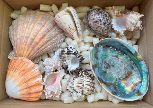 Echte Muscheln aus aller Welt – 10 Stück (ca. 1 kg) – Naturmuschel-Konvolut – Unikat Nr. 1239