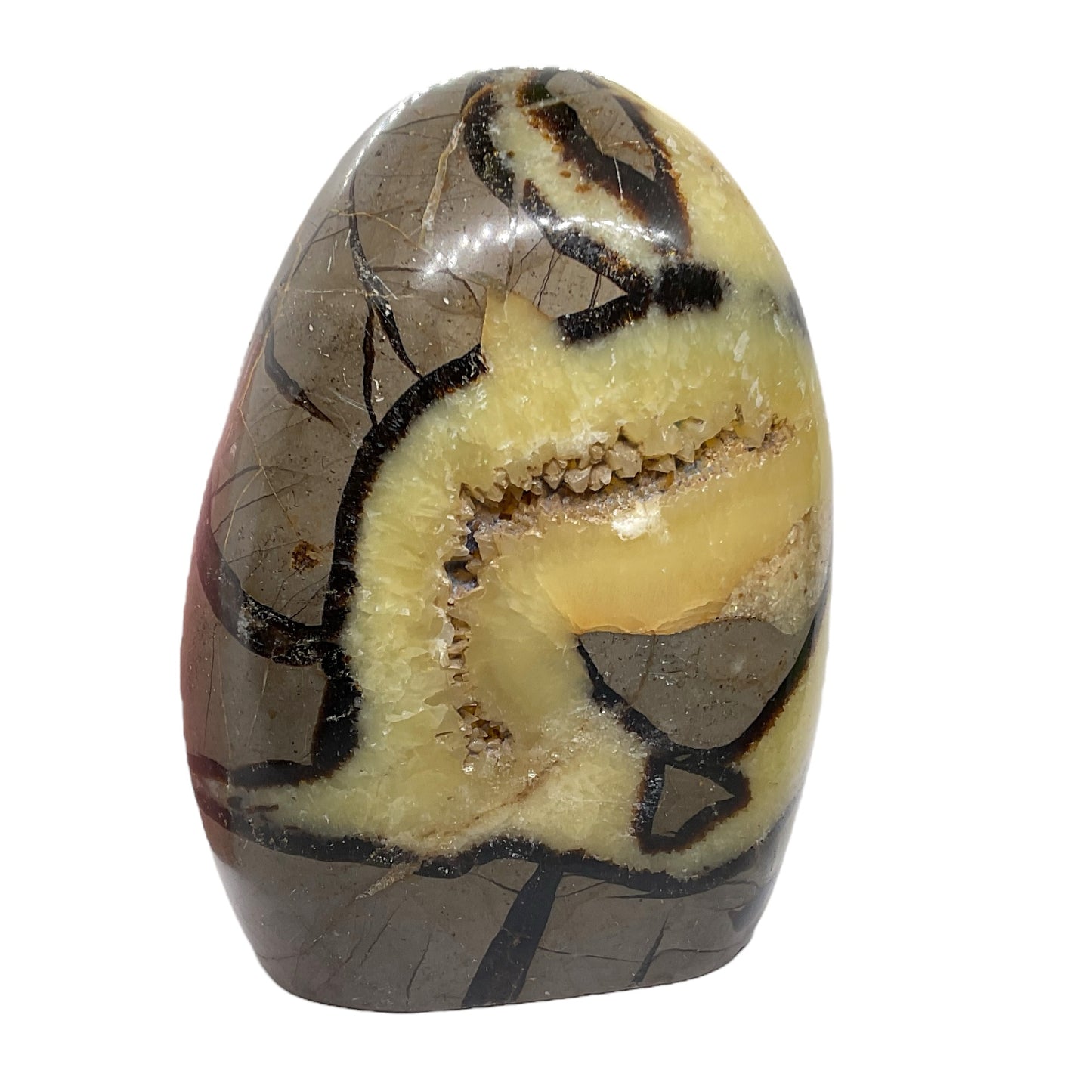 Septarien Drachen Freeform I 1330 Gramm I 13x9x6cm I Dragon I Mystisch I Unikat-Masterpiece 1653 I Madagaskar