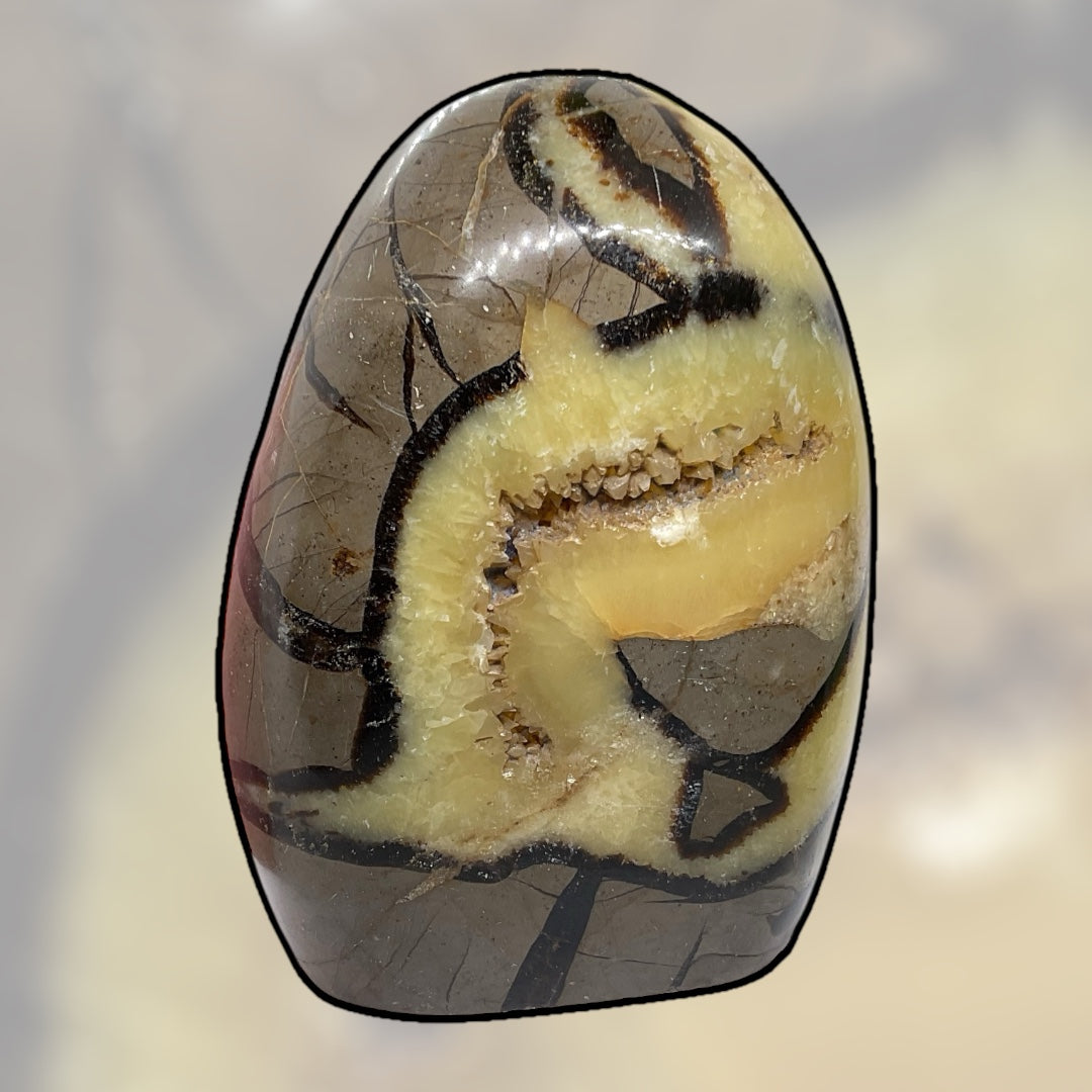 Septarien Drachen Freeform I 1330 Gramm I 13x9x6cm I Dragon I Mystisch I Unikat-Masterpiece 1653 I Madagaskar