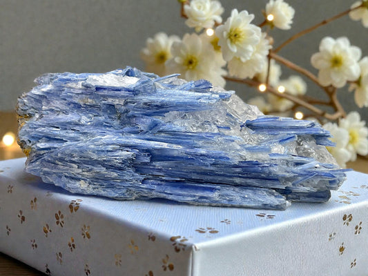 Kyanit Rohstein (Cyanit / Disthen) 622 g – 15 x 6 x 5 cm – Einzigartiges Sammlerstück aus Brasilien – Unikat-Masterpiece 1673 – Beeindruckender Blickfang