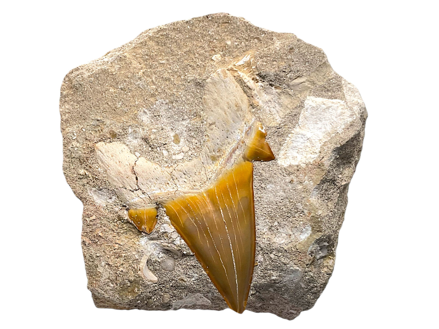 Versteinerter Haifischzahn Otodus obliquus in natürlicher Matrix – Marokko – mit Acrylständer – 404 g – 8 × 9 × 4 cm – Unikat Nr. 1703