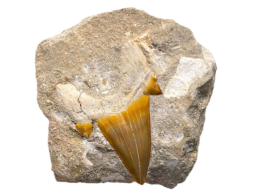 Versteinerter Haifischzahn Otodus obliquus in natürlicher Matrix – Marokko – mit Acrylständer – 404 g – 8 × 9 × 4 cm – Unikat Nr. 1703