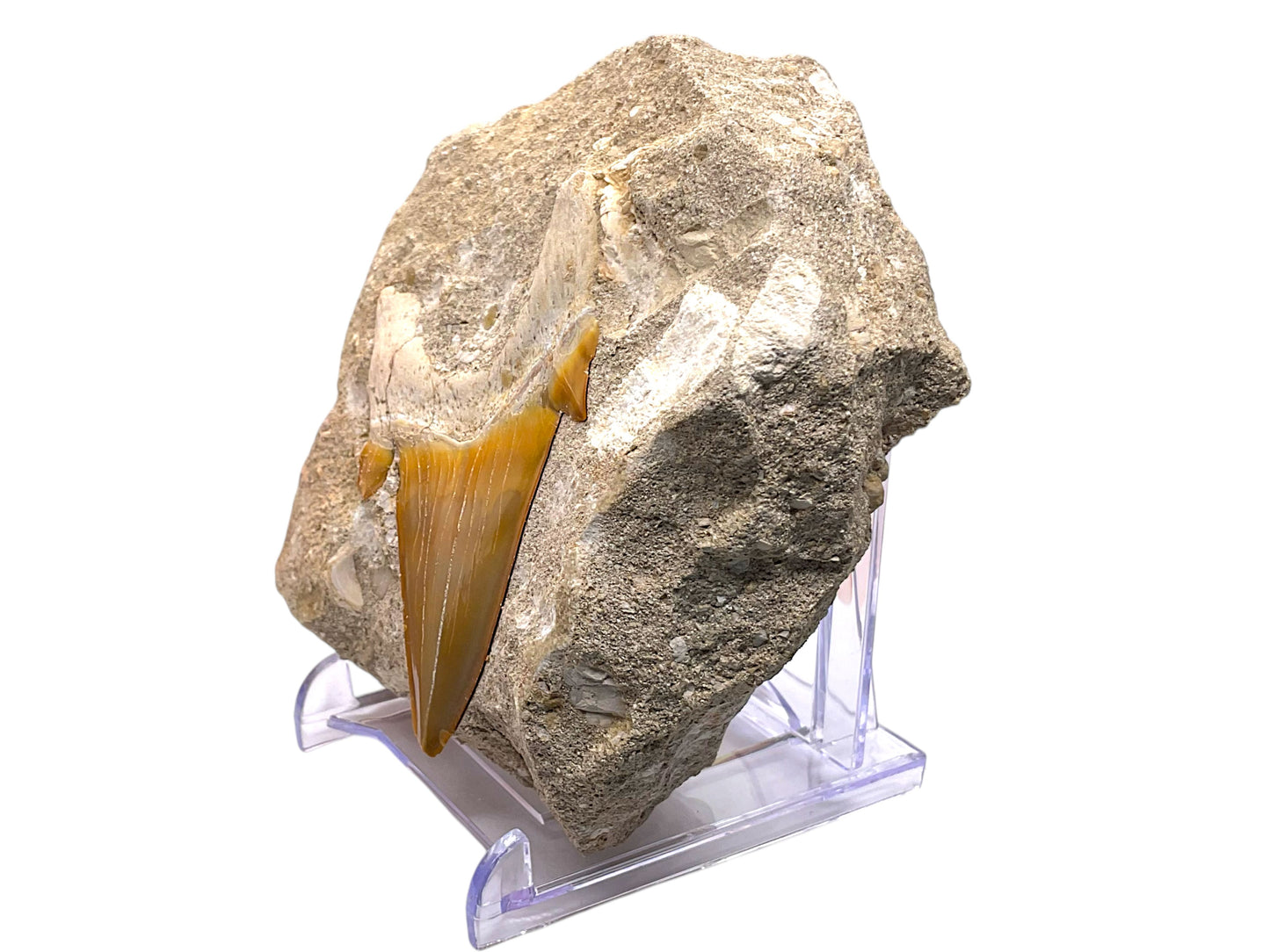Fossiler Haifischzahn Otodus obliquus in Matrix - 7 cm Zahn - 9 cm Matrix - Fossil aus Marokko - Sammlerstück - Unikat-Masterpiece Nr.: 1703