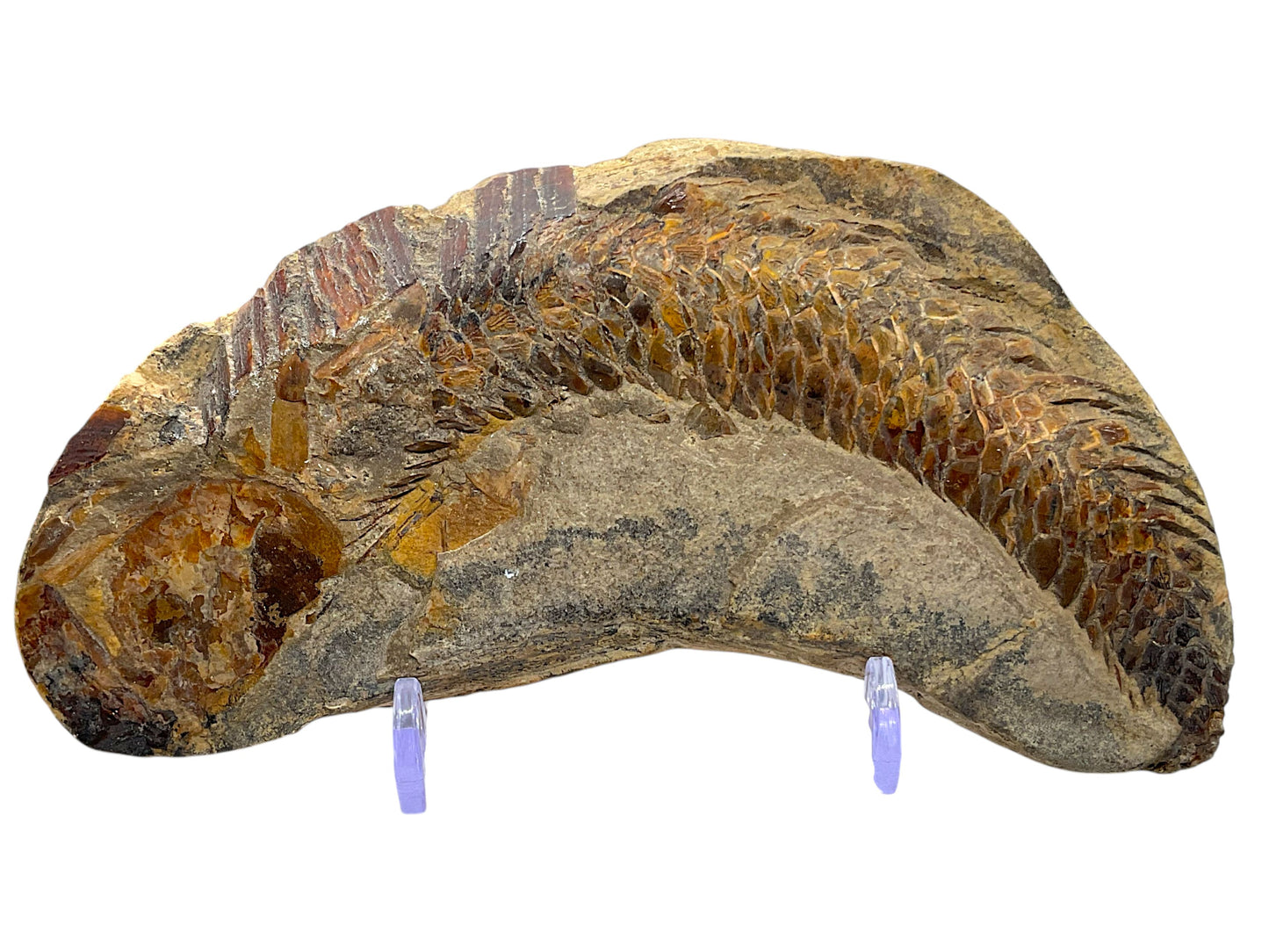 Versteinerter Wirbeltierrest – vermutlich fossiler Fischknochen oder Kieferfragment – guter Zustand – mit Acrylständer – Marokko – 12 × 6 × 2 cm – 208 g – Unikat Nr. 1706
