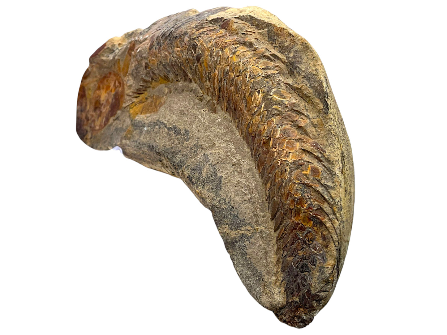 Versteinerter Wirbeltierrest – vermutlich fossiler Fischknochen oder Kieferfragment – guter Zustand – mit Acrylständer – Marokko – 12 × 6 × 2 cm – 208 g – Unikat Nr. 1706