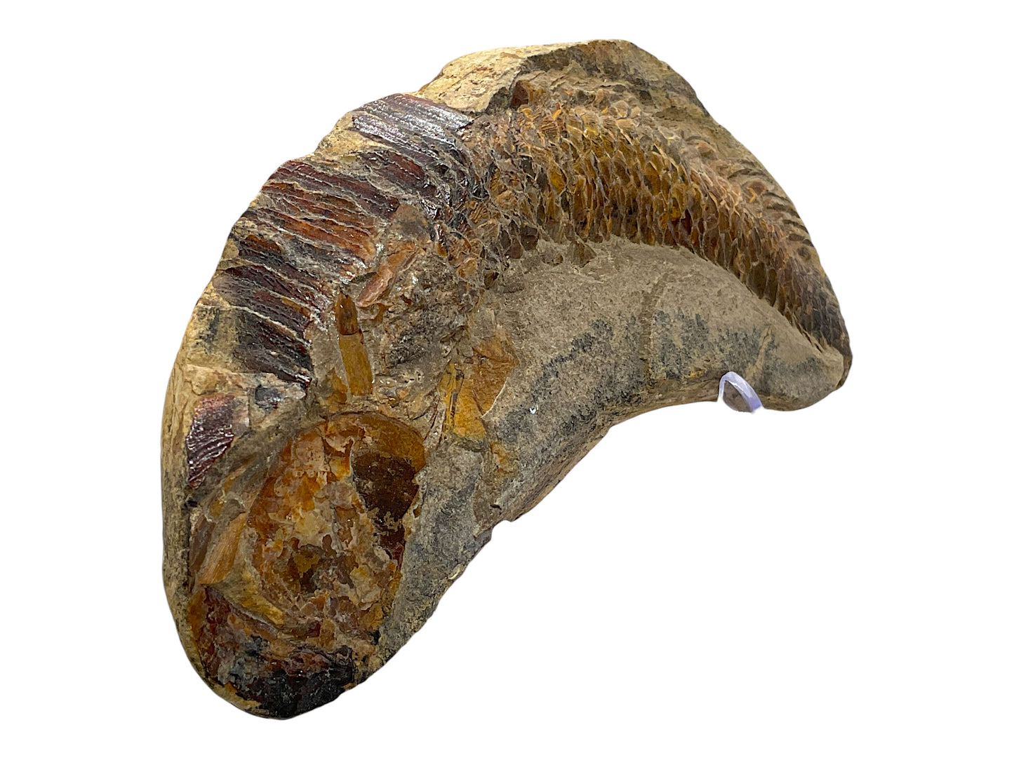 Versteinerter Wirbeltierrest – vermutlich fossiler Fischknochen oder Kieferfragment – guter Zustand – mit Acrylständer – Marokko – 12 × 6 × 2 cm – 208 g – Unikat Nr. 1706