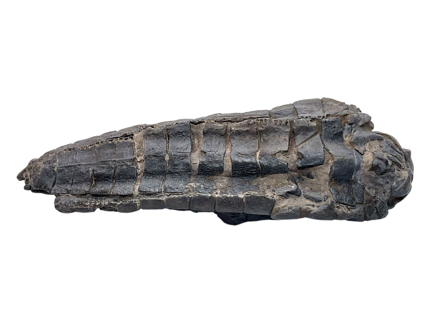 Versteinerte Seelilie Cupressocrinites sp. – Sammlerstück aus Fezzou, Marokko – 99 g – 10 × 4 × 2,5 cm – Unikat Nr. 1708