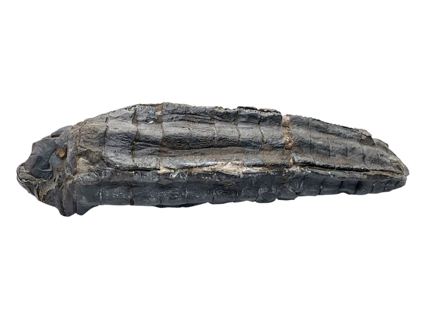 Versteinerte Seelilie Cupressocrinites sp. – Sammlerstück aus Fezzou, Marokko – 99 g – 10 × 4 × 2,5 cm – Unikat Nr. 1708